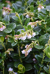 Red Candy Lingonberry (Vaccinium vitis-idaea 'Red Candy') at Lakeshore Garden Centres