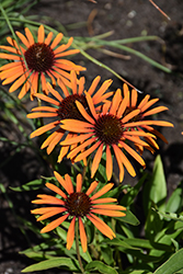 Flame Thrower Coneflower (Echinacea 'Flame Thrower') at Lakeshore Garden Centres