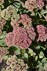 Pool Party Stonecrop (Sedum 'Pool Party') at Stonegate Gardens
