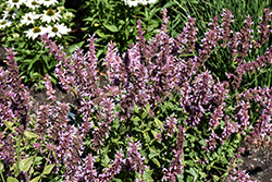 Cotton Candy Hyssop (Agastache 'Cotton Candy') at Lakeshore Garden Centres