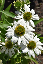 Kismet White Coneflower (Echinacea 'TNECHKW') at Lakeshore Garden Centres