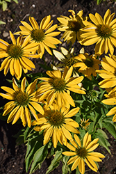 Prima Amarillo Coneflower (Echinacea 'Prima Amarillo') at Lakeshore Garden Centres