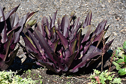Zulu Flame Pineapple Lily (Eucomis 'Zulu Flame') at Lakeshore Garden Centres