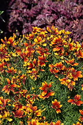 Honeybunch Red and Gold Tickseed (Coreopsis 'TNCORHRG') at Lakeshore Garden Centres