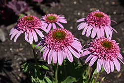 Sundial Pink Coneflower (Echinacea 'Sundial Pink') at Lakeshore Garden Centres