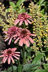 Supreme Flamingo Coneflower (Echinacea 'Supreme Flamingo') at Lakeshore Garden Centres