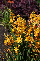 Nova Gold Dragon Crocosmia (Crocosmia 'Gold Dragon') at Lakeshore Garden Centres
