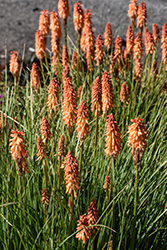 Poco Sunset Torchlily (Kniphofia 'Poco Sunset') at A Very Successful Garden Center