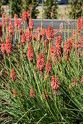 Redhot Popsicle Torchlily (Kniphofia 'Redhot Popsicle') at A Very Successful Garden Center