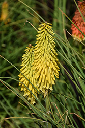 Lemon Popsicle Torchlily (Kniphofia 'Lemon Popsicle') at Lakeshore Garden Centres