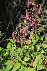 Lemon Spritzer Cape Fuchsia (Phygelius 'Lemon Spritzer') at Lakeshore Garden Centres