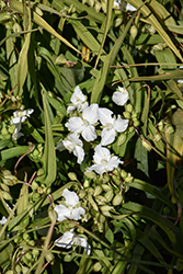 Angelic Charm Spiderwort (Tradescantia x andersoniana 'Angelic Charm') at Lakeshore Garden Centres