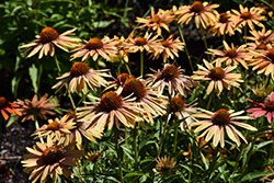 Big Kahuna Coneflower (Echinacea 'Big Kahuna') at Lakeshore Garden Centres