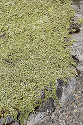 Highland Cream Creeping Thyme (Thymus praecox 'Highland Cream') at Lakeshore Garden Centres