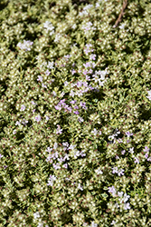 Highland Cream Creeping Thyme (Thymus praecox 'Highland Cream') at Lakeshore Garden Centres