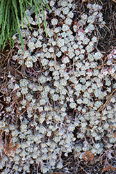 Broadleaf Stonecrop (Sedum spathulifolium) at Lakeshore Garden Centres