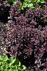 Dark Magic Stonecrop (Sedum telephium 'Dark Magic') at Lakeshore Garden Centres