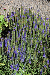 Venture Blue Speedwell (Veronica 'TNVERVB') at A Very Successful Garden Center