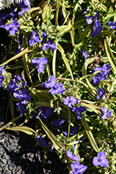 Lucky Charm Spiderwort (Tradescantia x andersoniana 'Lucky Charm') at Lakeshore Garden Centres
