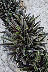 Freckles Pineapple Lily (Eucomis 'Freckles') at Lakeshore Garden Centres