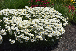 Coconut Shasta Daisy (Leucanthemum x superbum 'Coconut') at Lakeshore Garden Centres