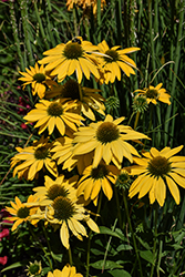 Aloha Coneflower (Echinacea 'Aloha') at Lakeshore Garden Centres