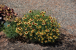 Sunstar Gold Tickseed (Coreopsis 'TNCORSG') at Lakeshore Garden Centres