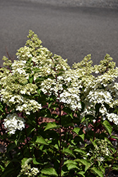 Wim's Red Hydrangea (Hydrangea paniculata 'Wim's Red') at Lakeshore Garden Centres