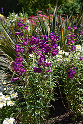 Cha Cha Purple Beard Tongue (Penstemon 'Cha Cha Purple') at A Very Successful Garden Center