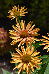 Big Kahuna Coneflower (Echinacea 'Big Kahuna') at Lakeshore Garden Centres