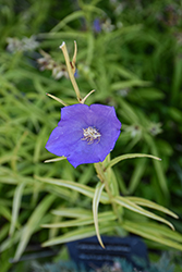 Blue Eyed Blonde Peachleaf Bellflower (Campanula persicifolia 'Blue Eyed Blonde') at Lakeshore Garden Centres