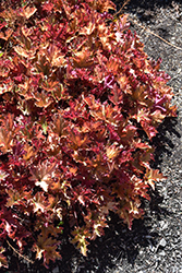 Zipper Coral Bells (Heuchera 'Zipper') at Lakeshore Garden Centres
