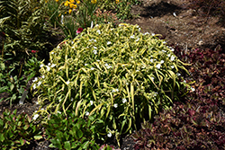 Angelic Charm Spiderwort (Tradescantia x andersoniana 'Angelic Charm') at Lakeshore Garden Centres