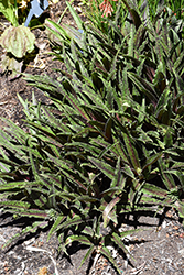 Freckles Pineapple Lily (Eucomis 'Freckles') at Lakeshore Garden Centres