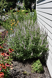 Galactic Pink Chaste Tree (Vitex agnus-castus 'BAILTEXTWO') at Lakeshore Garden Centres