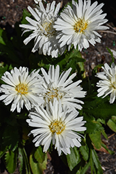 Mt. Hood Shasta Daisy (Leucanthemum x superbum 'Mt. Hood') at A Very Successful Garden Center