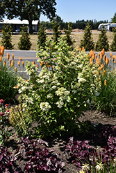 Candlelight Hydrangea (Hydrangea paniculata 'HPOPR013') at Lakeshore Garden Centres