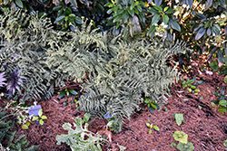 Ocean's Fury Painted Fern (Athyrium 'Ocean's Fury') at Lakeshore Garden Centres