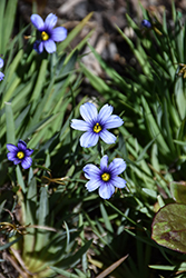 Devon Skies Blue-Eyed Grass (Sisyrinchium 'Devon Skies') at Lakeshore Garden Centres