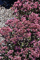 Double Martini Stonecrop (Sedum 'TNSEDDM') at Lakeshore Garden Centres