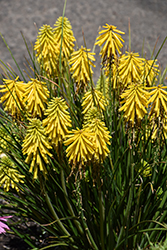 Poco Yellow Torchlily (Kniphofia 'Poco Yellow') at A Very Successful Garden Center