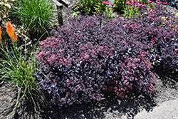 Cherry Truffle Stonecrop (Sedum 'Cherry Truffle') at Lakeshore Garden Centres
