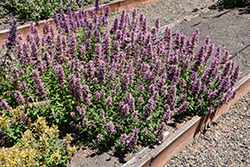 Kudos Silver Blue Hyssop (Agastache 'Kudos Silver Blue') at Lakeshore Garden Centres