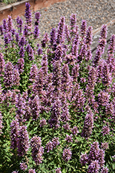 Kudos Silver Blue Hyssop (Agastache 'Kudos Silver Blue') at Lakeshore Garden Centres