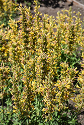 Kudos Yellow Hyssop (Agastache 'Kudos Yellow') at Lakeshore Garden Centres