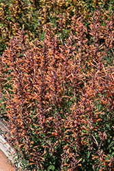 Kudos Mandarin Hyssop (Agastache 'Kudos Mandarin') at Lakeshore Garden Centres