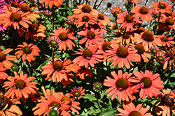 Kismet Intense Orange Coneflower (Echinacea 'TNECHKIO') at Lakeshore Garden Centres
