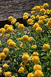Cara Mia Yellow Coneflower (Echinacea 'TNECHCMY') at Lakeshore Garden Centres