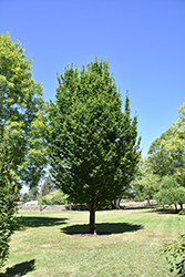 Emerald Avenue Hornbeam (Carpinus betulus 'JFS-KW1CB') at Lakeshore Garden Centres