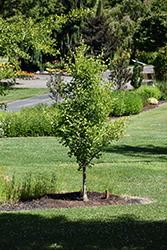 Goldspire Ginkgo (Ginkgo biloba 'Goldspire') at Lakeshore Garden Centres